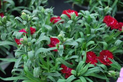 GreenFuse Botanicals: Constant Beauty® Dianthus Garnet 