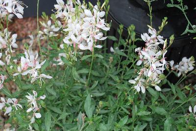  Gaura Bantam White 