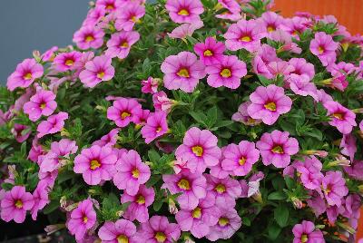 GreenFuse Botanicals: Cruze® Calibrachoa Pink 