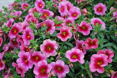GreenFuse Botanicals: Cruze® Calibrachoa Pink Delicious 