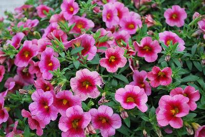 GreenFuse Botanicals: Cruze® Calibrachoa Pink Delicious 