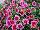 GreenFuse Botanicals: Calibrachoa  'Pink Delicious' 