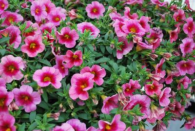 GreenFuse Botanicals: Cruze® Calibrachoa Pink Delicious 