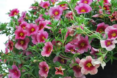 GreenFuse Botanicals: Cruze® Calibrachoa Pink Delicious 