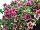 GreenFuse Botanicals: Calibrachoa  'Pink Delicious' 