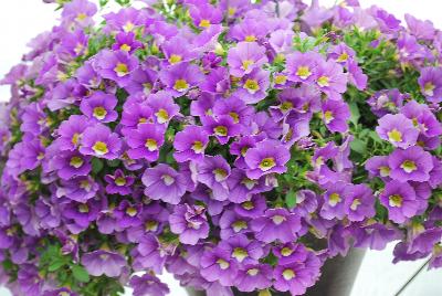 GreenFuse Botanicals: Cruze® Calibrachoa Lavender 