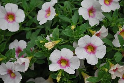 GreenFuse Botanicals: Cruze® Calibrachoa White Delicious 