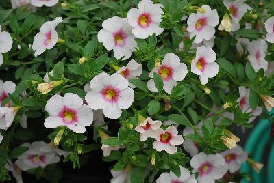 GreenFuse Botanicals: Cruze® Calibrachoa White Delicious 