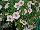 GreenFuse Botanicals: Calibrachoa  'White Delicious' 