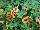 GreenFuse Botanicals: Calibrachoa  'Yellow Delicious' 