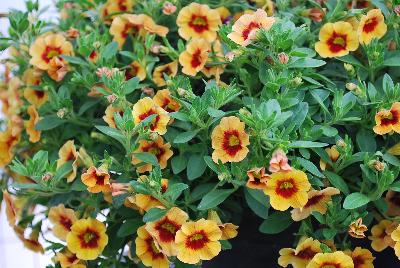 GreenFuse Botanicals: Cruze® Calibrachoa Yellow Delicious 