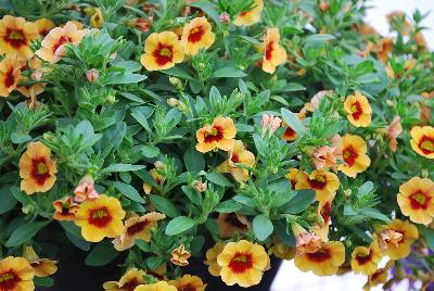 GreenFuse Botanicals: Cruze® Calibrachoa Yellow Delicious 