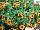 GreenFuse Botanicals: Calibrachoa  'Yellow Delicious' 