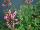 GreenFuse Botanicals: Agastache  'Rose' 