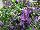 GreenFuse Botanicals: Angelonia  'Lavender Blue' 