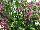GreenFuse Botanicals: Angelonia  'Pink' 