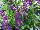 GreenFuse Botanicals: Angelonia  'Purple' 