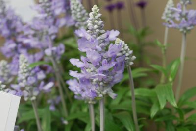 Cathedral Angelonia Sky Blue 