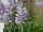 GreenFuse Botanicals: Angelonia  'Sky Blue' 