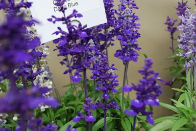 Cathedral Angelonia Deep Blue 
