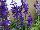 GreenFuse Botanicals: Angelonia  'Deep Blue' 