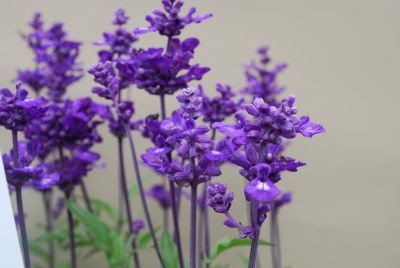 Cathedral Angelonia Purple 