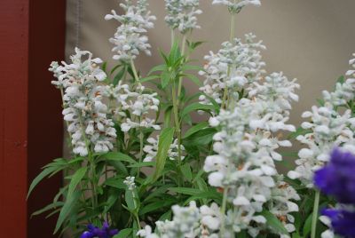 Cathedral Angelonia White 