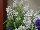 GreenFuse Botanicals: Angelonia  'White' 