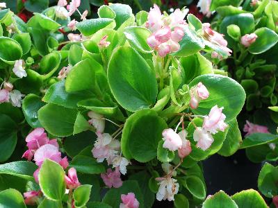 Gumdrops Begonia Cherry Blossom 