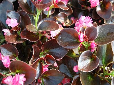 GreenFuse Botanicals: Gumdrops Begonia Coco Rose 