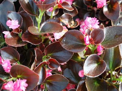 Gumdrops Begonia Coco Rose 