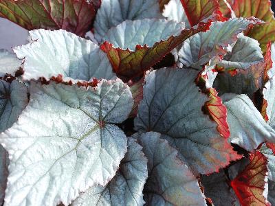 Shadow King Begonia Cool White 