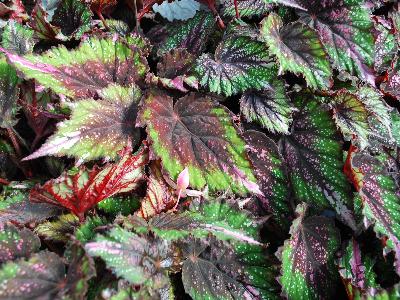 Shadow King Begonia Green Pink Tips 