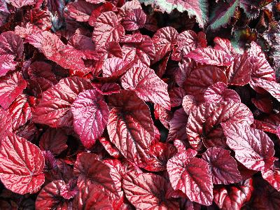 Shadow King Begonia Lava Red 