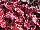 GreenFuse Botanicals: Begonia  'Lava Red' 
