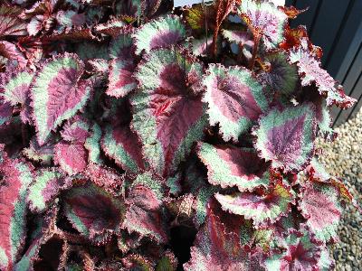 Shadow King Begonia Strawberry Lime 