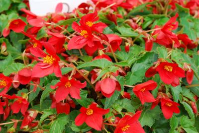 GreenFuse Botanicals: Beaucoup Begonia Red 