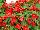 GreenFuse Botanicals: Begonia  'Red' 