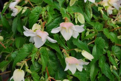 Beaucoup Begonia White 