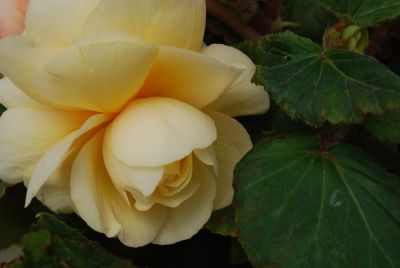 Golden State Bulb Growers: Begonia Champagne 