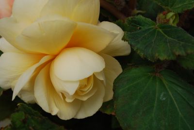  Begonia Champagne 