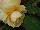 GreenFuse Botanicals: Begonia  'Champagne' 