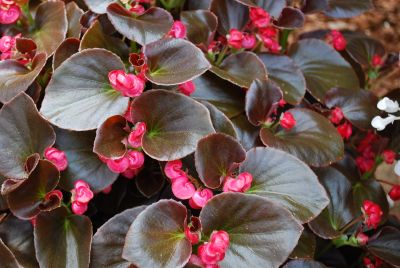 GreenFuse Botanicals: GumDrops® Begonia Coco Red 