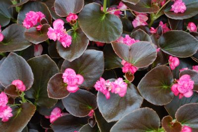 GreenFuse Botanicals: GumDrops® Begonia Coco Rose 