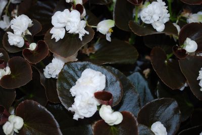 GreenFuse Botanicals: GumDrops® Begonia Coco White 