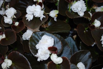 GumDrops® Begonia Coco White 