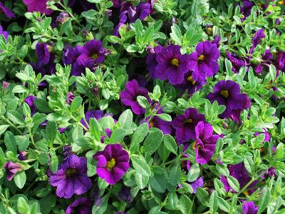 GreenFuse Botanicals: Spring Fling Calibrachoa Blue 