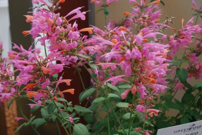 Acapulco Cleome Salmon Pink 