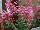 GreenFuse Botanicals: Cleome  'Salmon Pink' 
