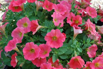 QT Petunia Orange HiLite 